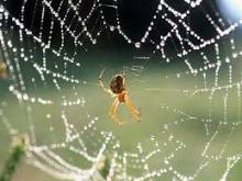 aranha