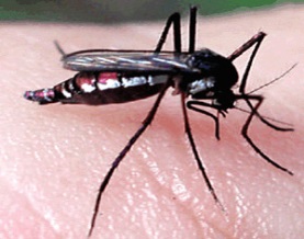 mosquito aedes