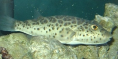 peixes