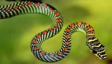serpentes